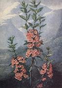 unknow artist slaktet kalmia ar uintergrona buskar med vackra blommor och dekorativt finns sju arter i stra nordamerika France oil painting artist